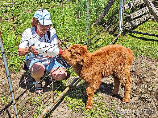 Sandra Feeding Clarabell_DSCF4896.jpg - Photographed near Smiths Falls, Ontario, Canada.